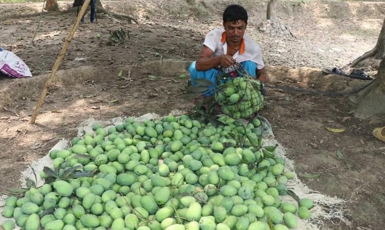 Mango starts arriving in Rajshahi markets