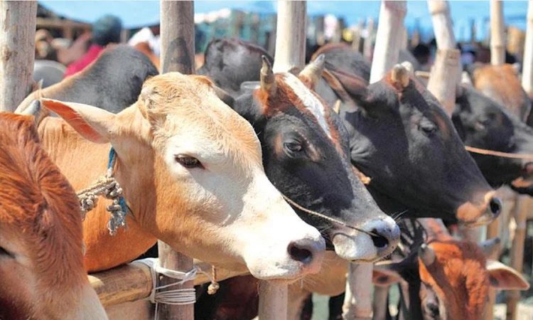 Authorities to allow 19 cattle markets in capital