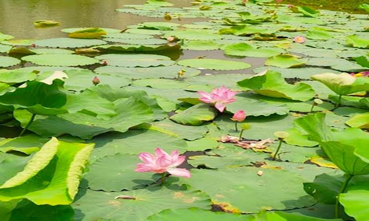 Lotus flower blooms in Ramna Park