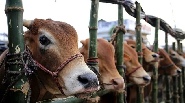 Country has over 20.68 lakh surplus livestock against Eid demand