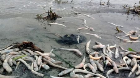 Meghna's toxic turn: Mass fish deaths spark alarm among fisherfolk