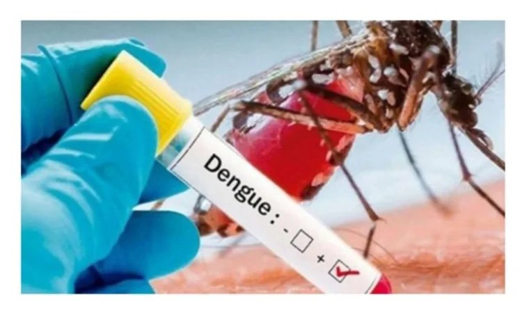 Experts for immediate preventive measures to contain dengue outbreak